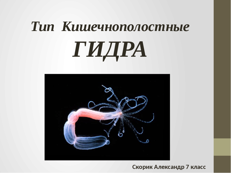 Кракен адрес тор
