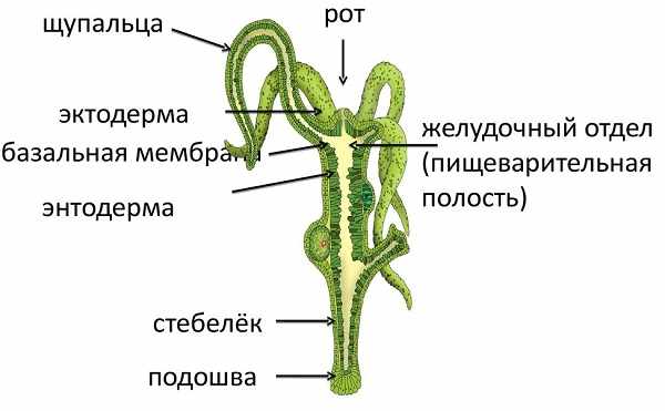 Кракен маркет онион