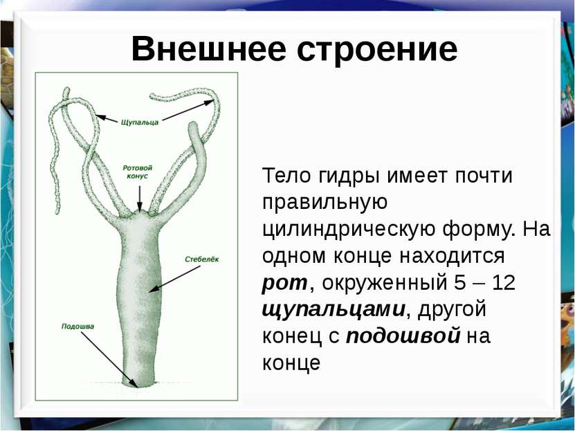 Кракен зеркало прокатис